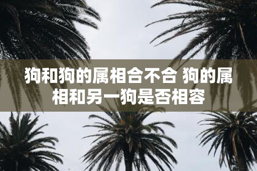 狗和狗的属相合不合 狗的属相和另一狗是否相容