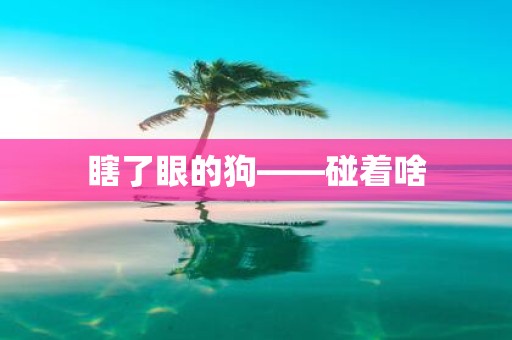 瞎了眼的狗——碰着啥