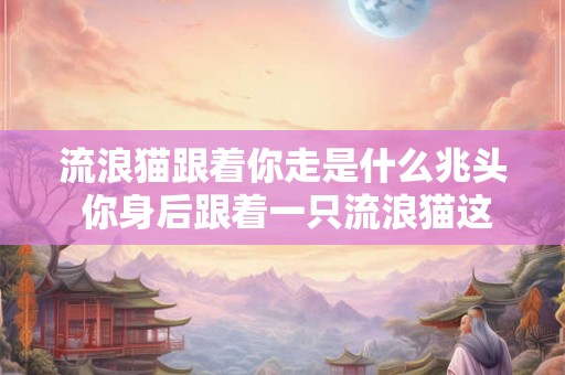 流浪猫跟着你走是什么兆头 你身后跟着一只流浪猫这意味着什么
