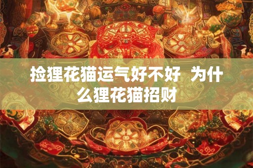 捡狸花猫运气好不好 为什么狸花猫招财 捡狸花猫运气好不好 为什么狸花猫招财