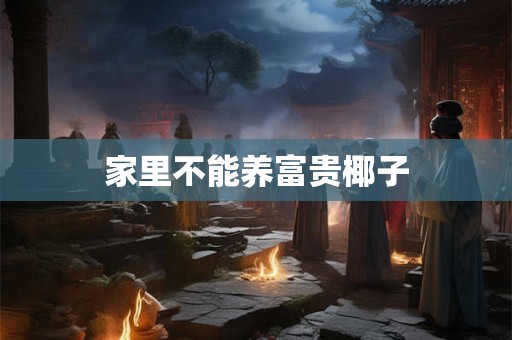 家里不能养富贵椰子 家里不能养富贵椰子