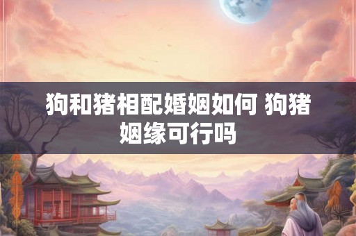 狗和猪相配婚姻如何 狗猪姻缘可行吗 狗和猪相配婚姻如何 狗猪姻缘可行吗