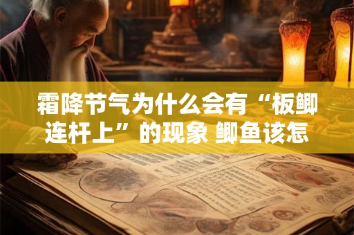 霜降节气为什么会有“板鲫连杆上”的现象 鲫鱼该怎么钓