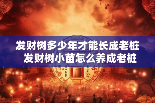 发财树多少年才能长成老桩  发财树小苗怎么养成老桩