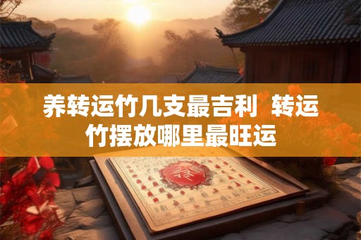 养转运竹几支最吉利  转运竹摆放哪里最旺运