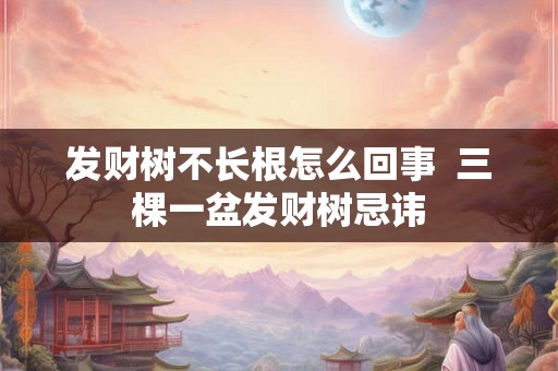 发财树不长根怎么回事  三棵一盆发财树忌讳
