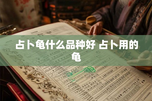 占卜龟什么品种好 占卜用的龟