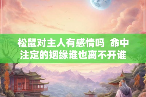 松鼠对主人有感情吗  命中注定的姻缘谁也离不开谁