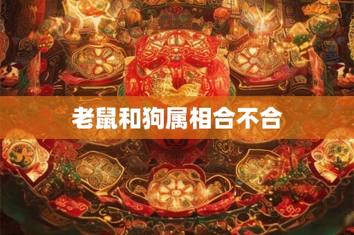 老鼠和狗属相合不合