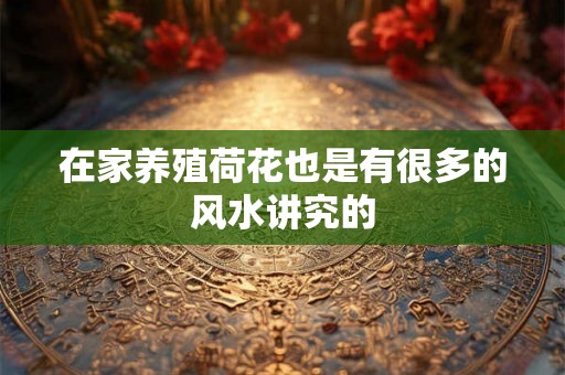 在家养殖荷花也是有很多的风水讲究的