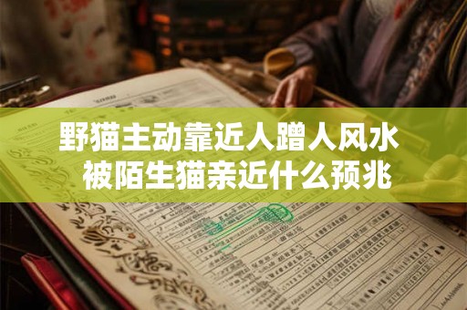 野猫主动靠近人蹭人风水  被陌生猫亲近什么预兆