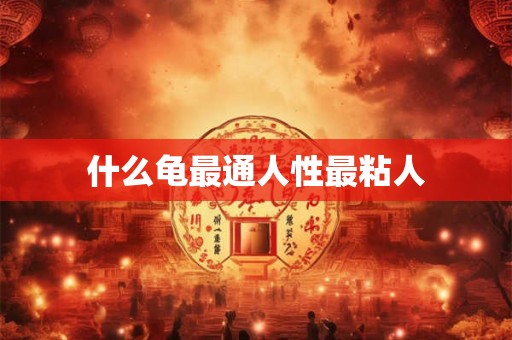 什么龟最通人性最粘人