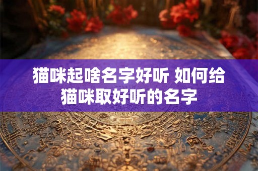 猫咪起啥名字好听 如何给猫咪取好听的名字
