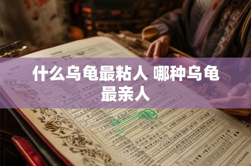 什么乌龟最粘人 哪种乌龟最亲人