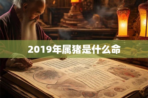 2019年属猪是什么命