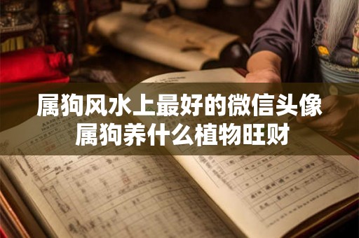 属狗风水上最好的微信头像 属狗养什么植物旺财