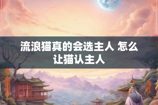 流浪猫真的会选主人 怎么让猫认主人