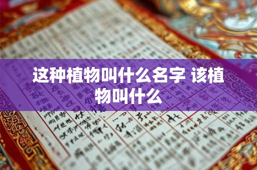 这种植物叫什么名字 该植物叫什么