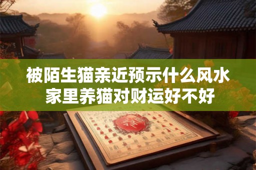 被陌生猫亲近预示什么风水 家里养猫对财运好不好