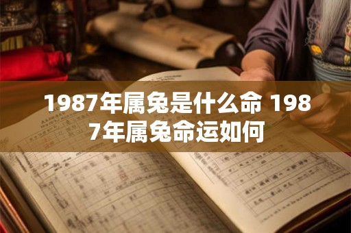1987年属兔是什么命 1987年属兔命运如何