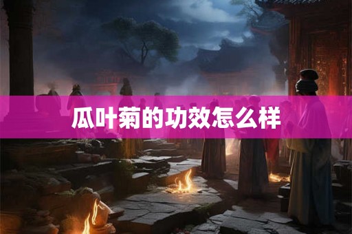瓜叶菊的功效怎么样