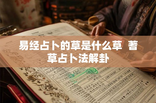 易经占卜的草是什么草  蓍草占卜法解卦