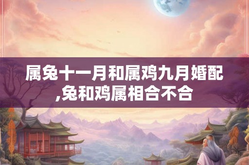 属兔十一月和属鸡九月婚配,兔和鸡属相合不合