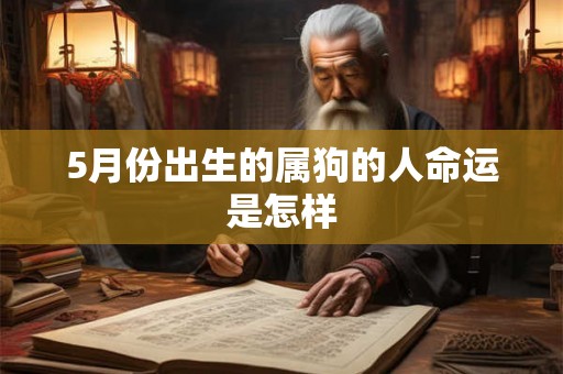 5月份出生的属狗的人命运是怎样
