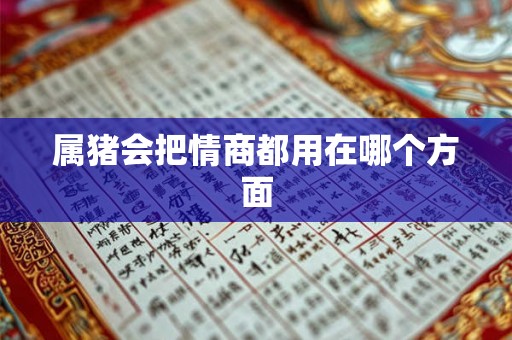 属猪会把情商都用在哪个方面
