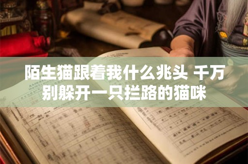 陌生猫跟着我什么兆头 千万别躲开一只拦路的猫咪