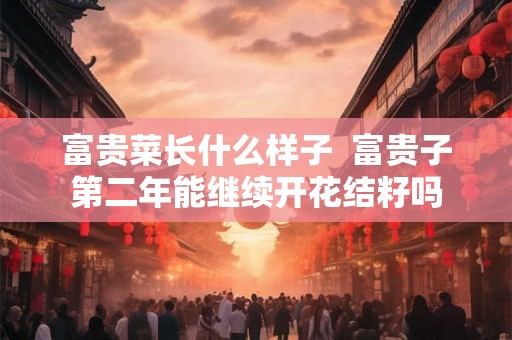 富贵菜长什么样子  富贵子第二年能继续开花结籽吗