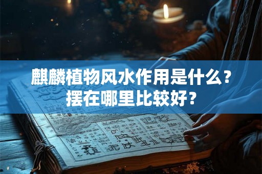 麒麟植物风水作用是什么?摆在哪里比较好? 麒麟植物风水作用是什么?摆在哪里比较好?