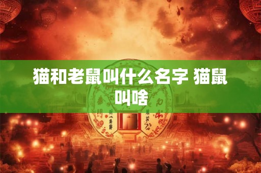 猫和老鼠叫什么名字 猫鼠叫啥