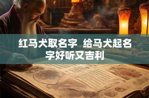 红马犬取名字  给马犬起名字好听又吉利