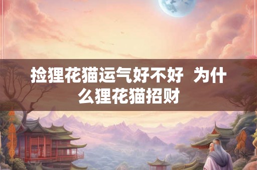 捡狸花猫运气好不好  为什么狸花猫招财