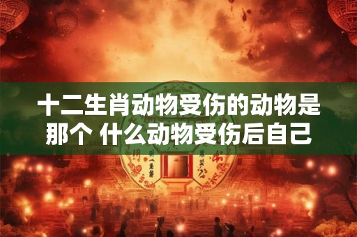 十二生肖动物受伤的动物是那个 什么动物受伤后自己疗伤