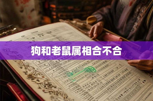 狗和老鼠属相合不合