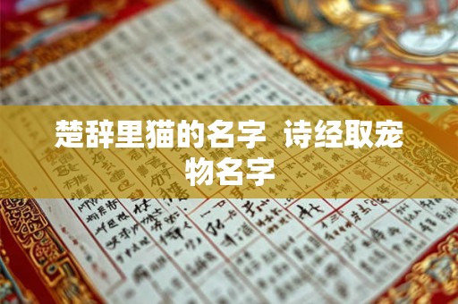 楚辞里猫的名字 诗经取宠物名字 楚辞里猫的名字 诗经取宠物名字
