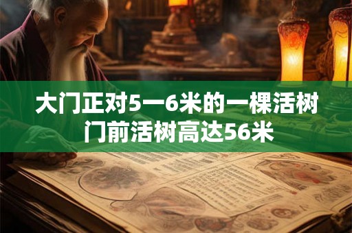 大门正对5一6米的一棵活树 门前活树高达56米