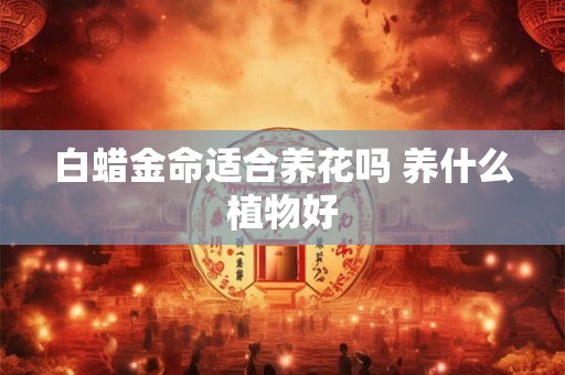 白蜡金命适合养花吗 养什么植物好