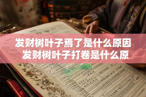 发财树叶子焉了是什么原因 发财树叶子打卷是什么原因 发财树叶子焉了是什么原因 发财树叶子打卷是什么原因