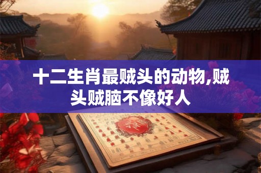 十二生肖最贼头的动物,贼头贼脑不像好人