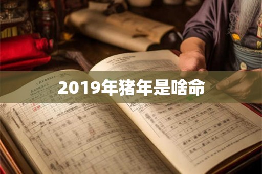 2019年猪年是啥命