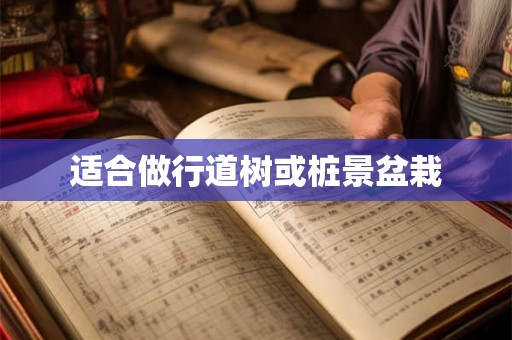 适合做行道树或桩景盆栽