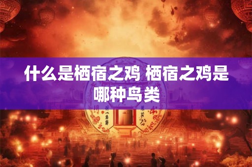 什么是栖宿之鸡 栖宿之鸡是哪种鸟类