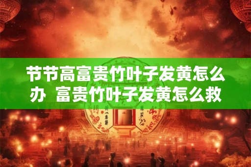 节节高富贵竹叶子发黄怎么办  富贵竹叶子发黄怎么救