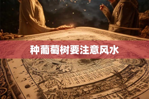 种葡萄树要注意风水