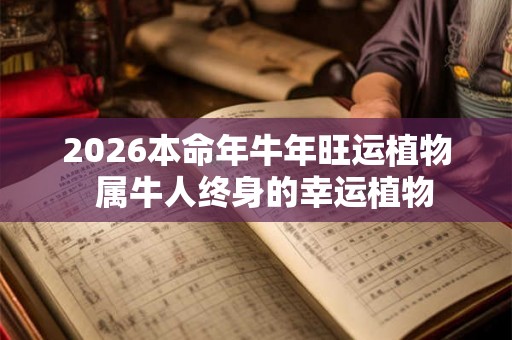 2026本命年牛年旺运植物  属牛人终身的幸运植物
