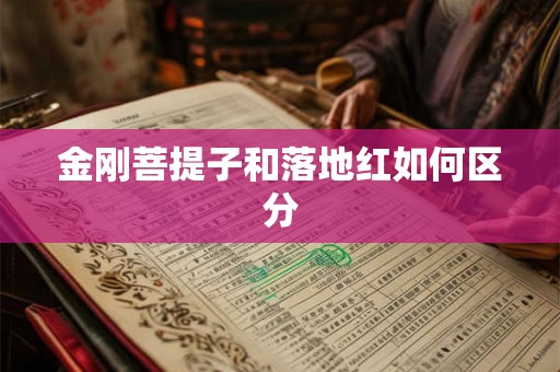 金刚菩提子和落地红如何区分