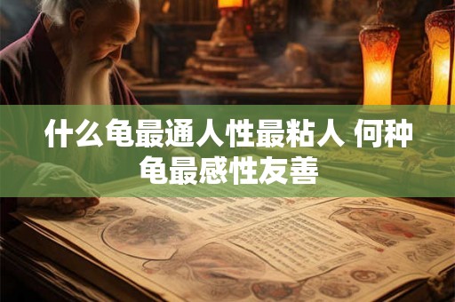 什么龟最通人性最粘人 何种龟最感性友善